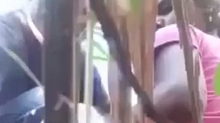Kebun Tebu Nge-seks, Pasangan Kampung Makin Ngehorny